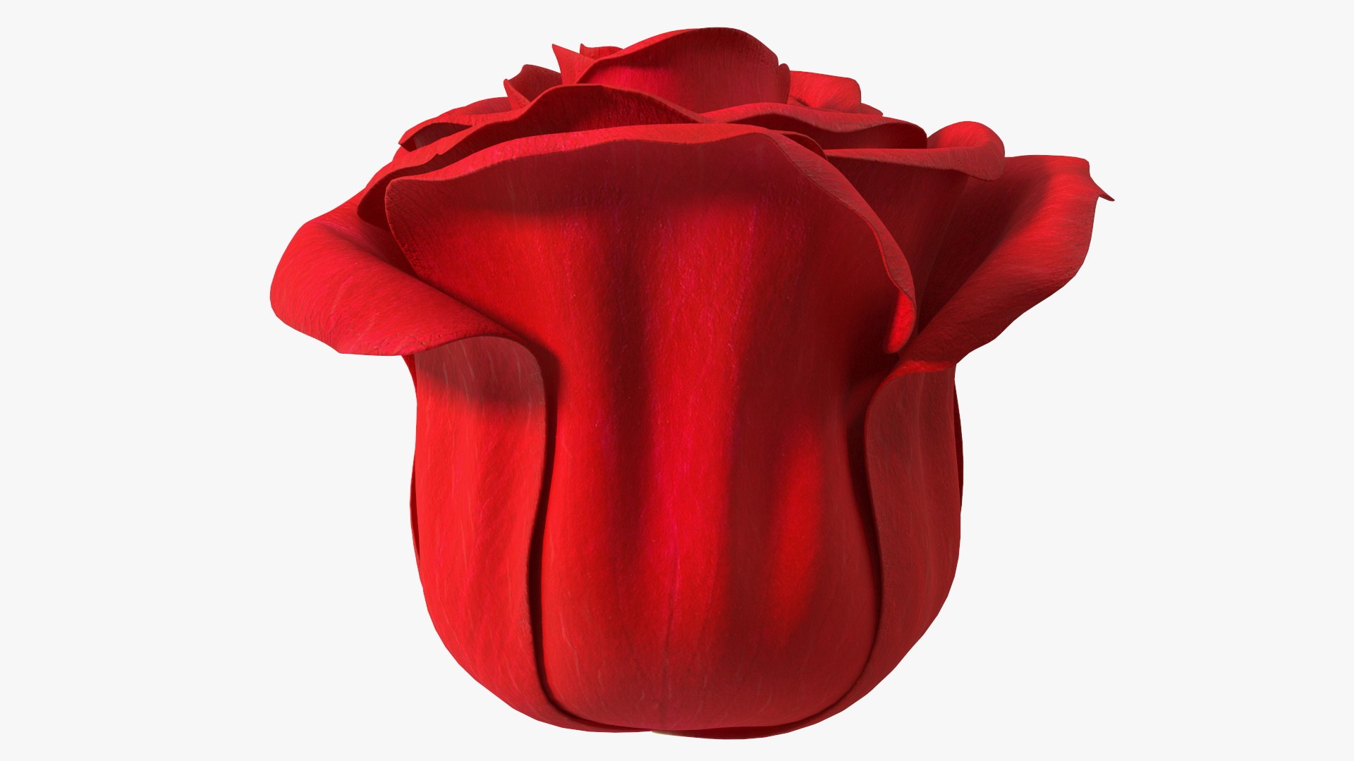 3D Rose Bud Red https://p.turbosquid.com/ts-thumb/0Z/4aef8W/38/rosebudred3dmodel009/jpg/1644261411/1920x1080/fit_q87/af04df4523a9a397d059bf15f9597646dec454d0/rosebudred3dmodel009.jpg