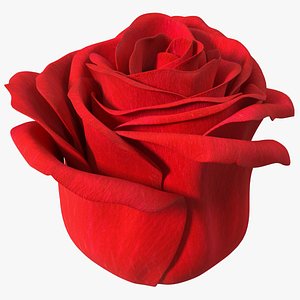 3D Rose Bud Red