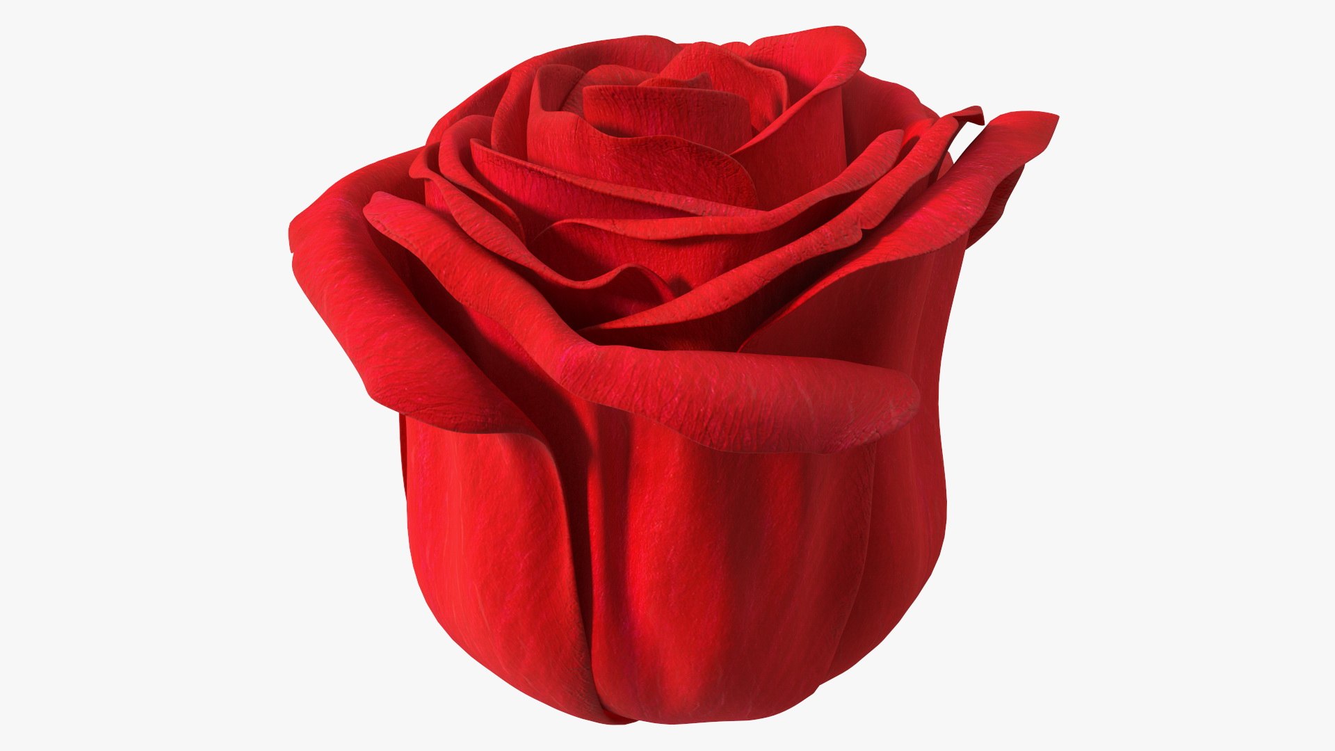 3D Rose Bud Red https://p.turbosquid.com/ts-thumb/0Z/4aef8W/XV/rosebudred3dmodel008/jpg/1644261408/1920x1080/fit_q87/b1e95c0cd8ea922318a2765ff4d45fe43b8b4868/rosebudred3dmodel008.jpg