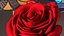 3D Rose Bud Red