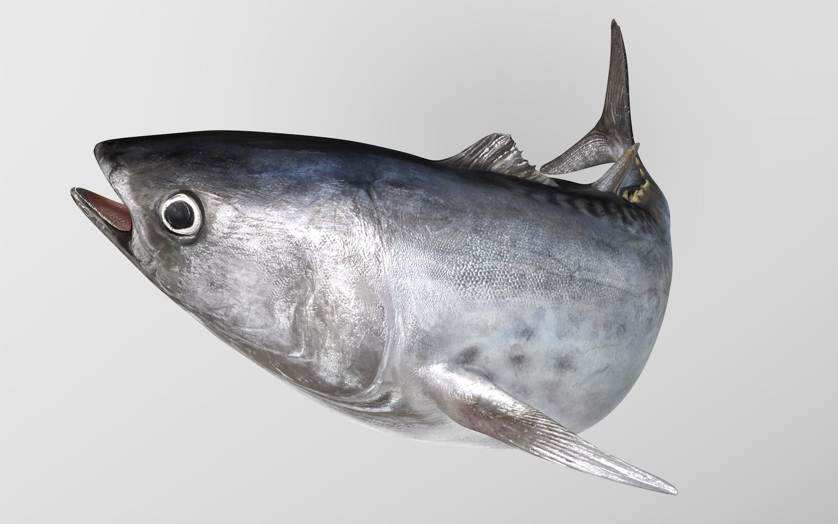 3D Model TUNA FISH Rigged L1571 - TurboSquid 1817350