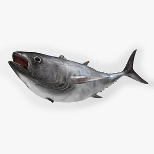 3D model TUNA FISH Rigged  L1571