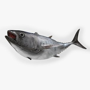 TUNA FISH Rigged  L1571