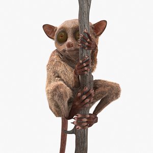 Tarsier Clinging Tree Branch Fur 3D model