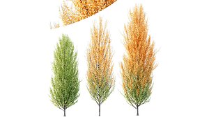 3D HQ Plants Acer X freemanii Freeman Maple Sapindaceae Set05 model