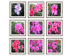 pictures flower photo 3D model