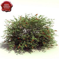 Ilex verticillata (Jim Dandy)