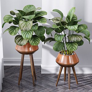 Calathea Orbifolia House Plant 3D model