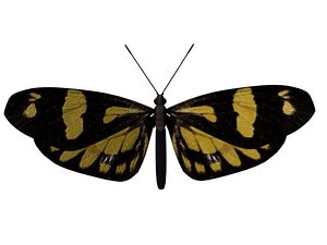 ma moth