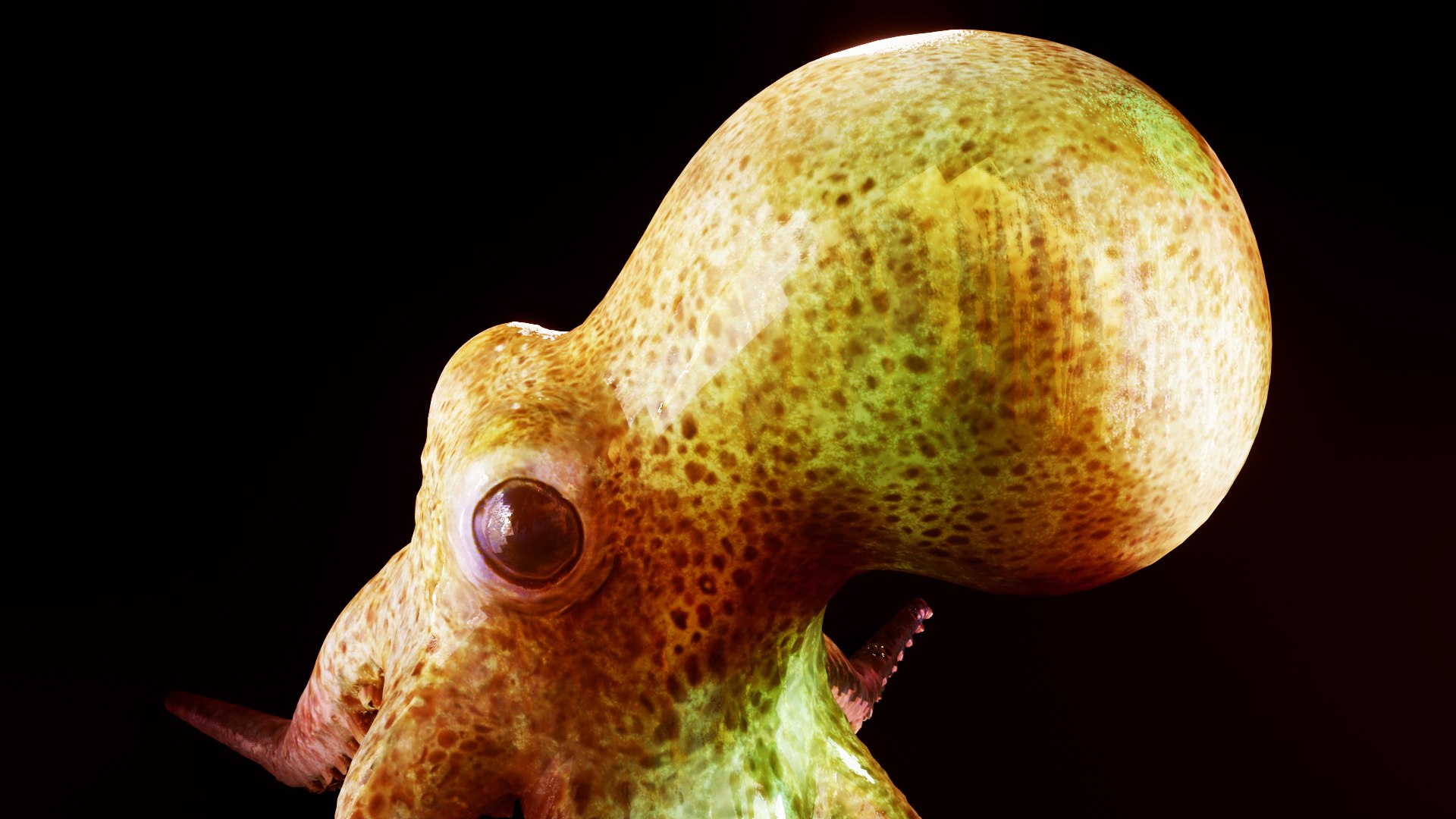 octopus squid animals 3D model https://p.turbosquid.com/ts-thumb/0Z/xAspLT/5P/preview10/jpg/1607617783/1920x1080/fit_q87/e17a135af23832f1d81e24dd3b35d16b55ddeb06/preview10.jpg