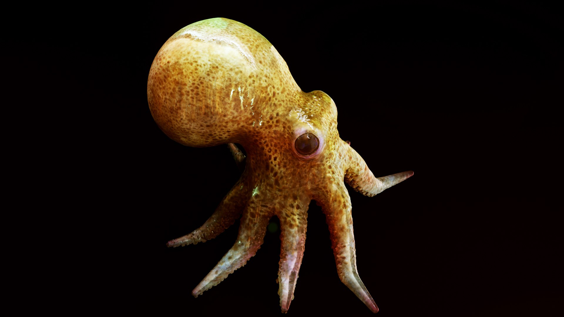 octopus squid animals 3D model https://p.turbosquid.com/ts-thumb/0Z/xAspLT/HU/preview09/jpg/1607617784/1920x1080/fit_q87/213ff966ea1972fa514b27503ab262c39e82d2c8/preview09.jpg