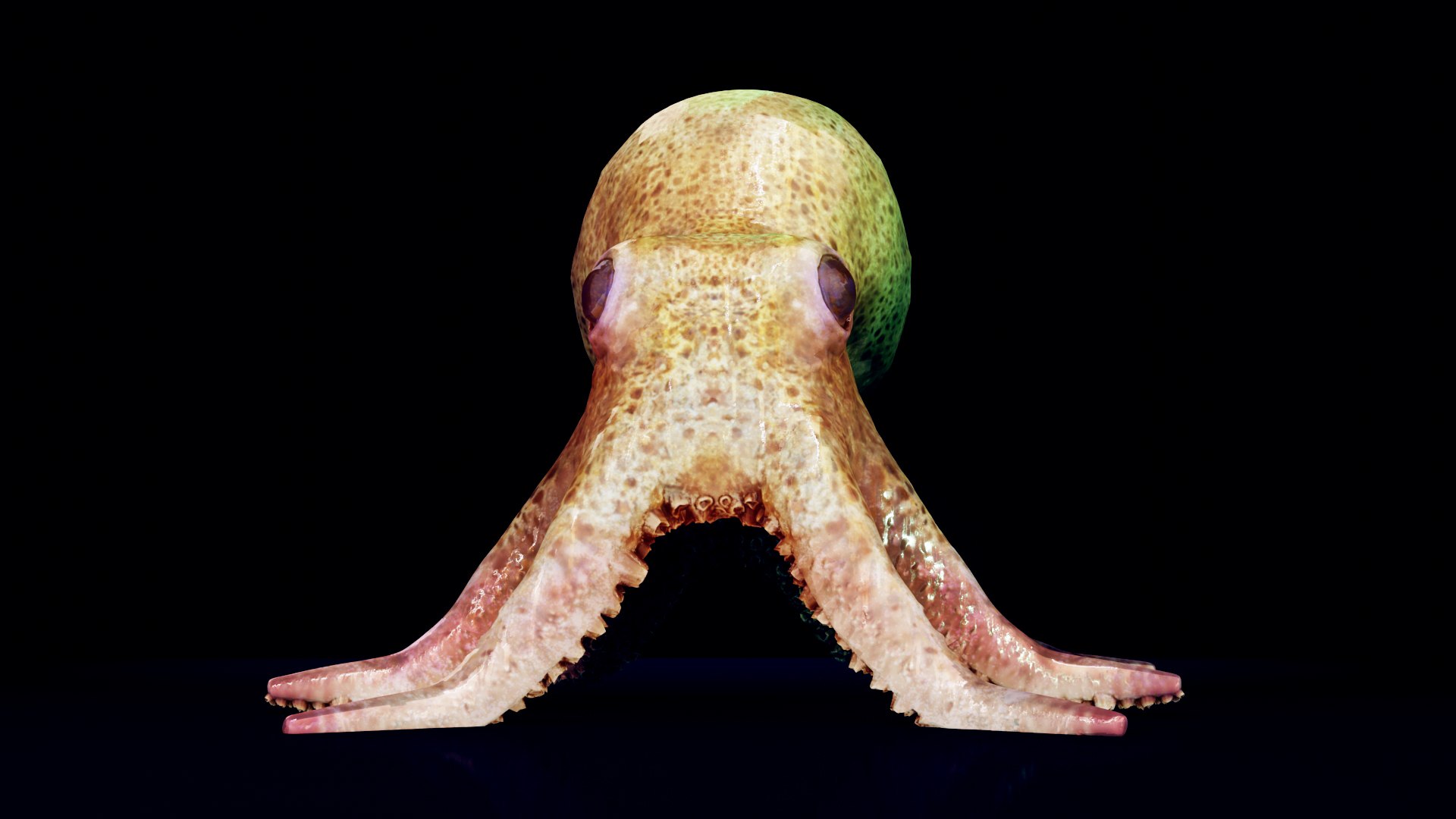 octopus squid animals 3D model https://p.turbosquid.com/ts-thumb/0Z/xAspLT/jT/preview08/jpg/1607617781/1920x1080/fit_q87/310aa2136ff303478aa1147cd8e7f1bdcdc2965d/preview08.jpg