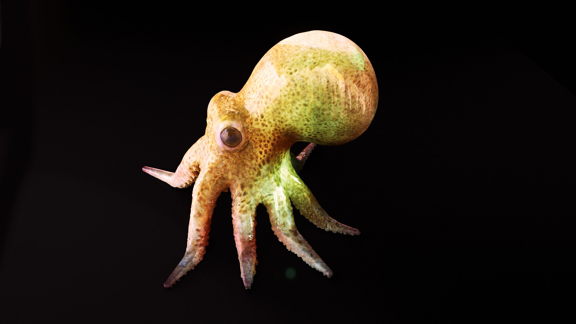 octopus squid animals 3D model https://p.turbosquid.com/ts-thumb/0Z/xAspLT/m8/preview11/jpg/1607617788/1920x1080/fit_q87/30f7cb10306615c4b3f71a2c493cc623fd10db3a/preview11.jpg