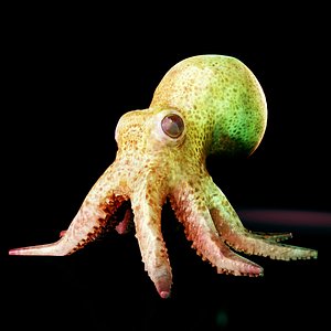 octopus squid animals 3D model