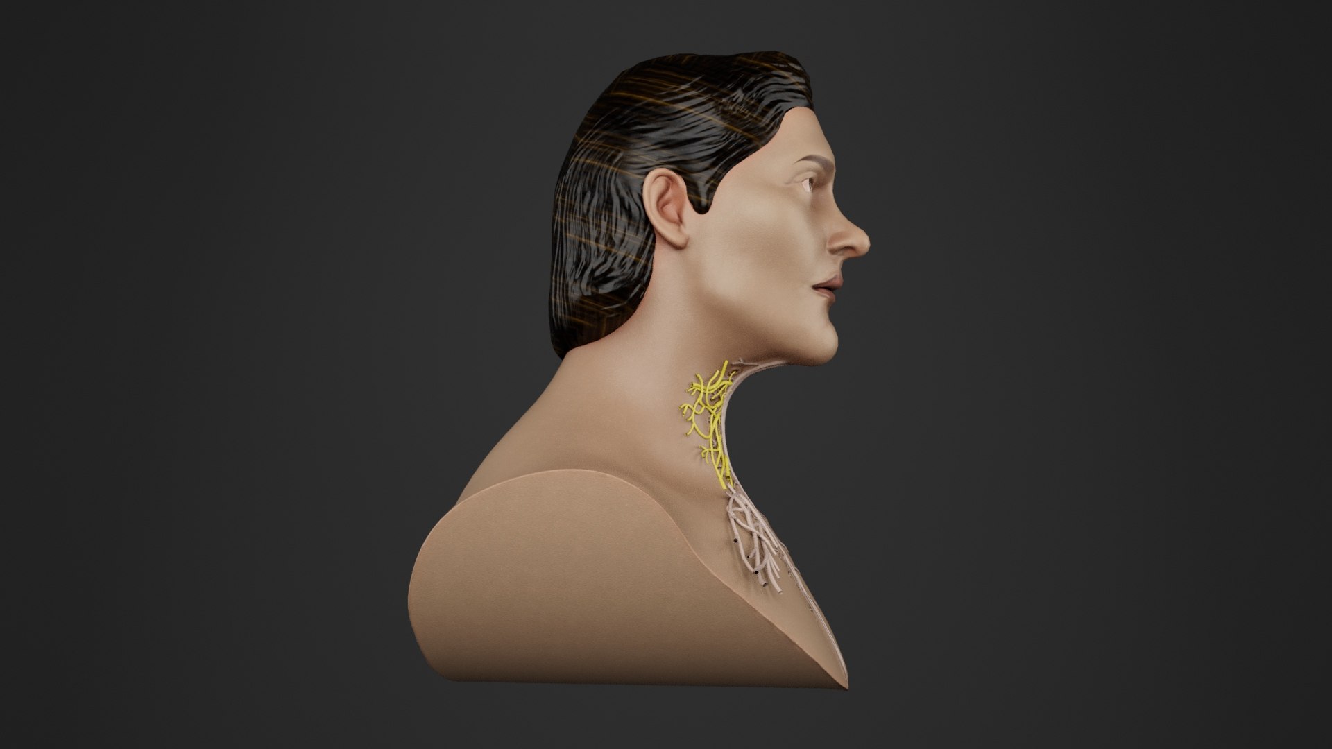 Human Anatomy-Cervical Plexus 3D Model - TurboSquid 2218439