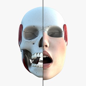 female mouth teeth skull 3d model