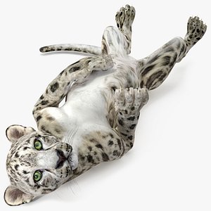 Snow Leopard Cub in Lying Playful Pose