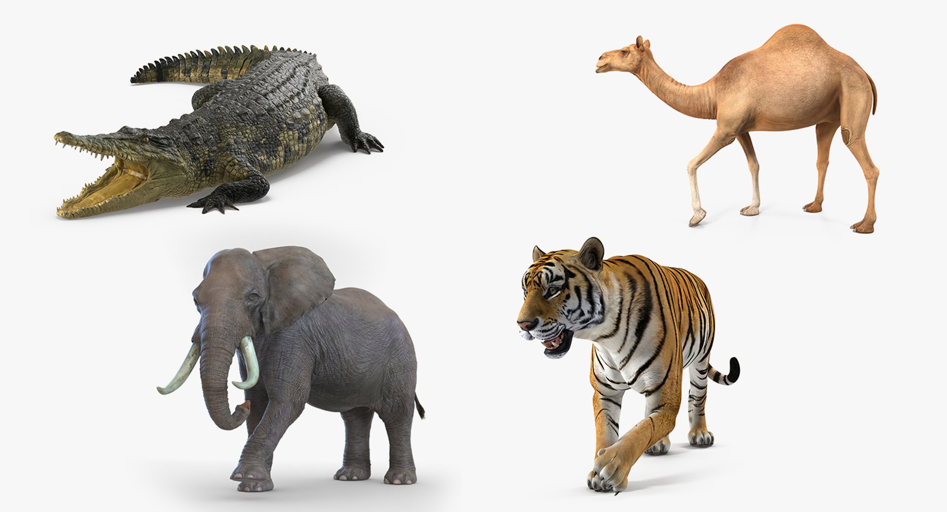 African Animals Rigged Collection for Maya 3D model preview