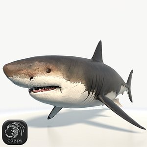 I made a Great White Shark for an educational project. : r/blender