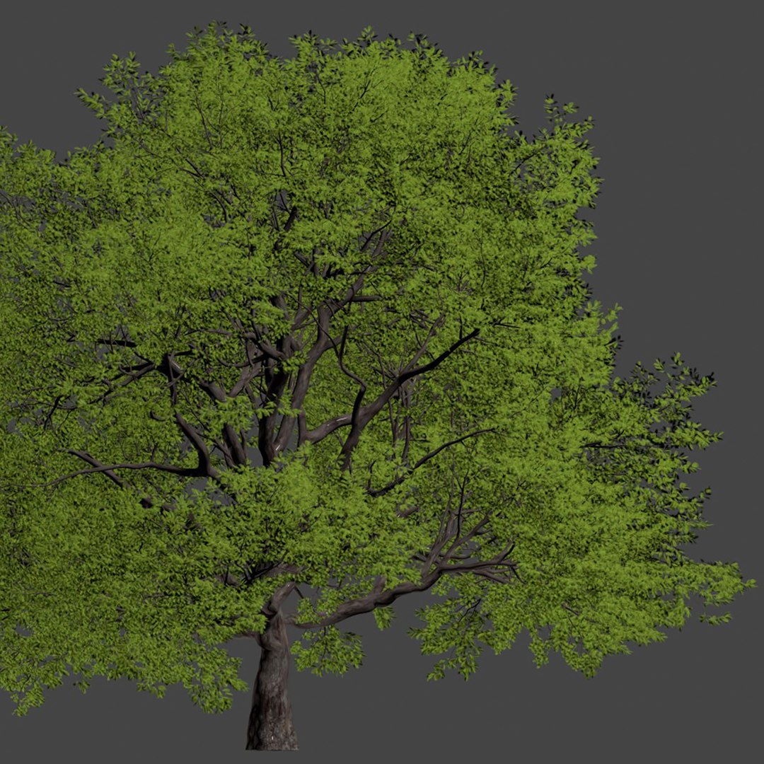 3D Oak Tree For Landscapes Vol 198 Model - TurboSquid 2049028