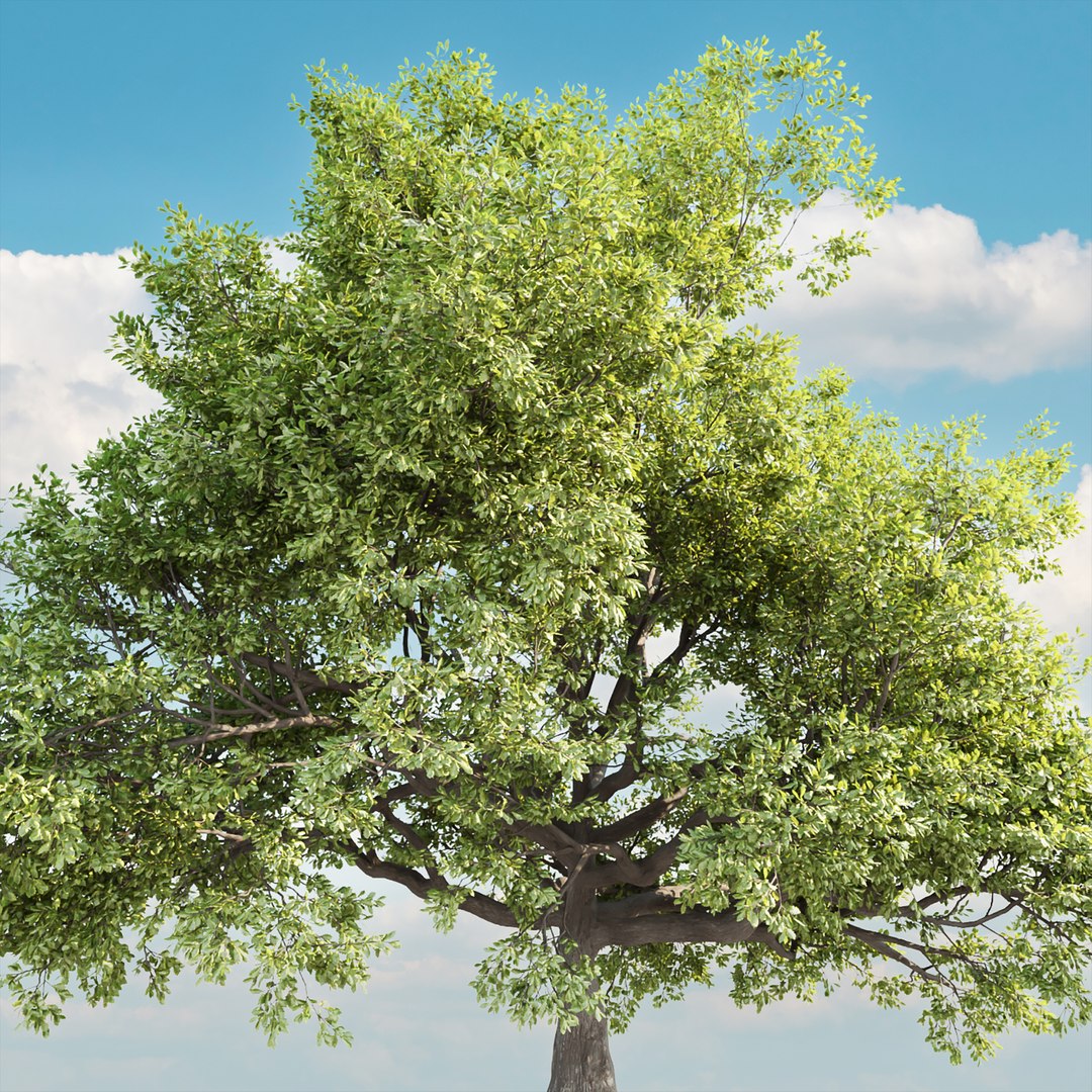 3D Oak Tree For Landscapes Vol 198 Model - TurboSquid 2049028