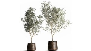 Olive tree in a flowerpot for the interior 968 3D