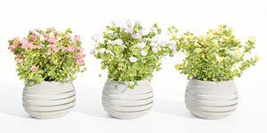3D Rose flowering bushes collection vol 77-Blender