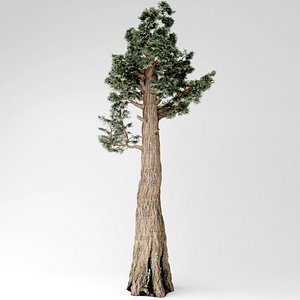 giant redwood 3D model
