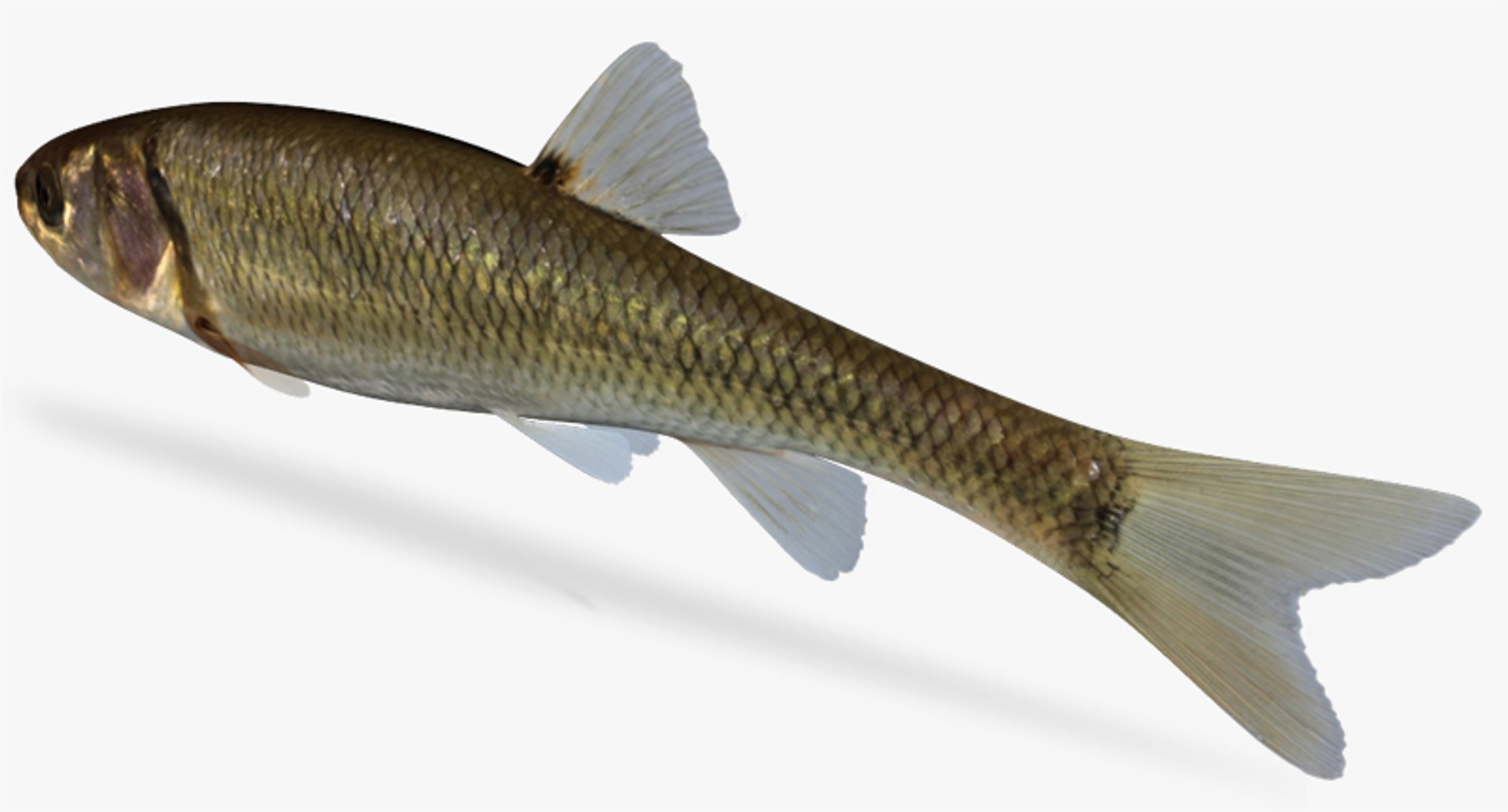 semotilus atromaculatus creek chub 3d fbx