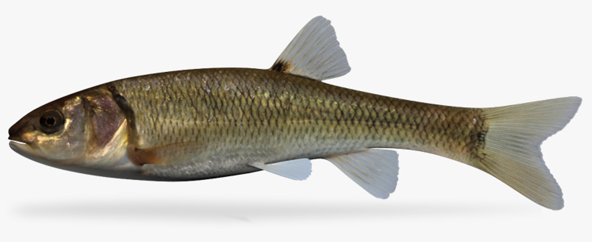 semotilus atromaculatus creek chub 3d fbx