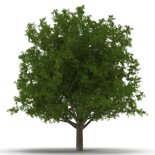 summer trees 3d max