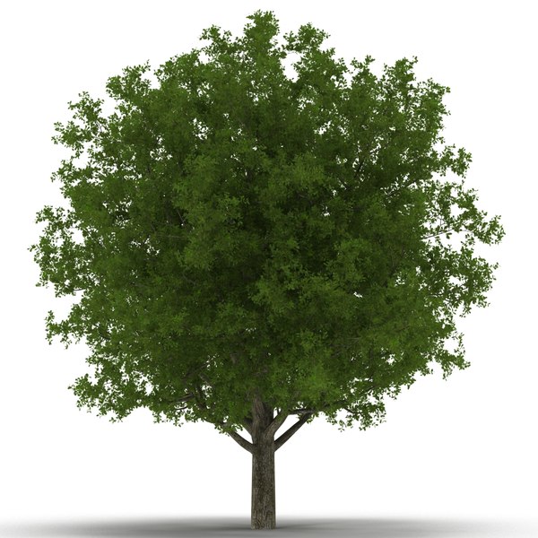 summer trees 3d max