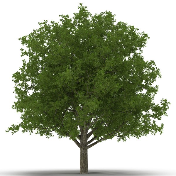 summer trees 3d max