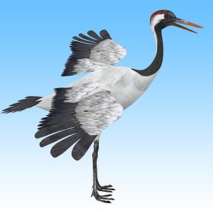Red crowned Crane Bird