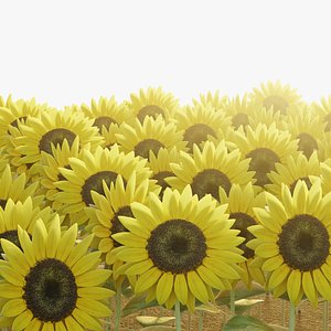 3D Sunflower Field model