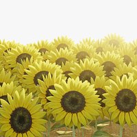 Sunflower Field