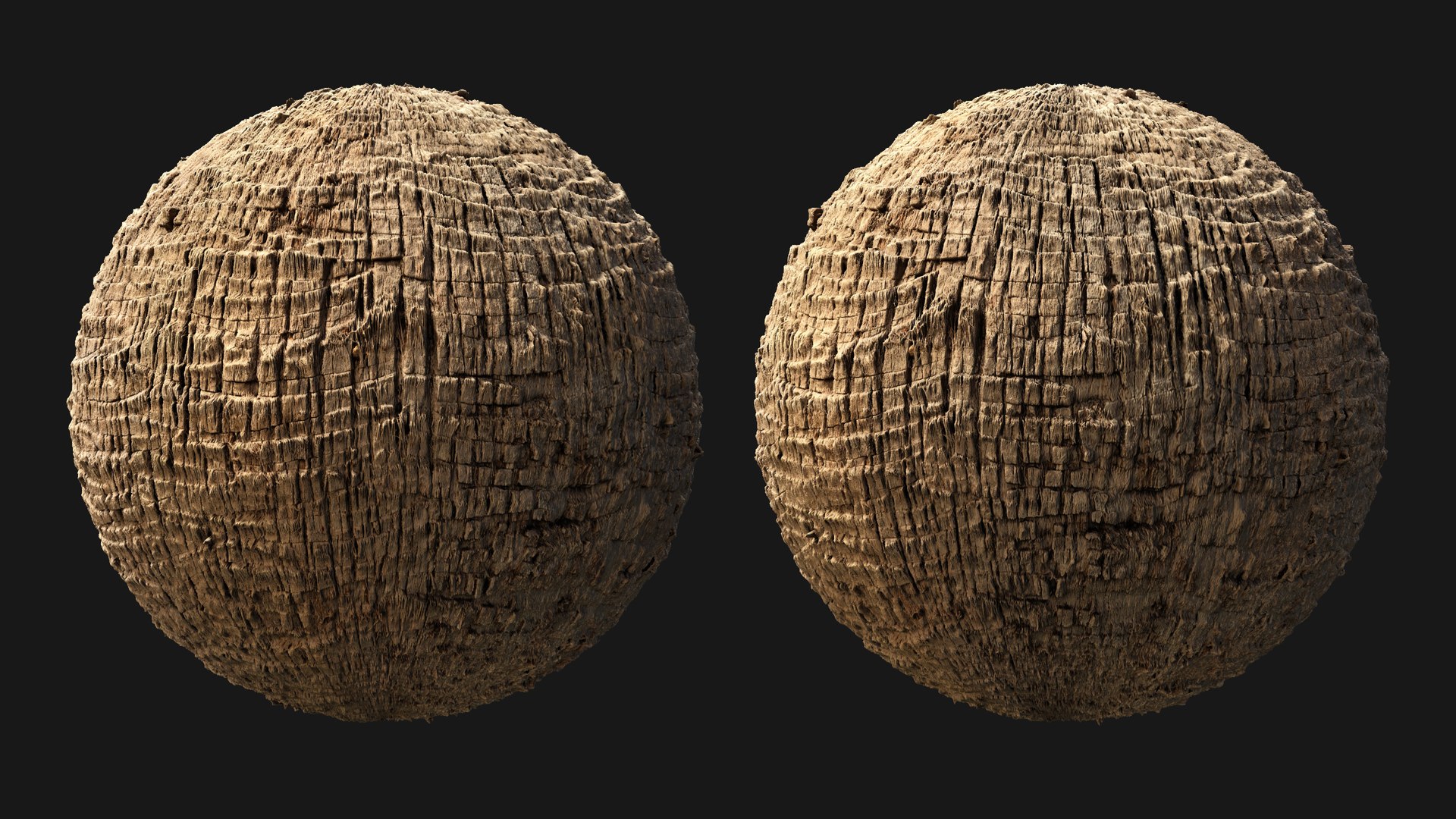 Washingtonia palm unbarked 3xPBR 8K model https://p.turbosquid.com/ts-thumb/0c/EArqeu/4e/washingtonia05/jpg/1763622059/1920x1080/fit_q87/24fe915e1e270ef37224292f90dd1fb26d0e6924/washingtonia05.jpg