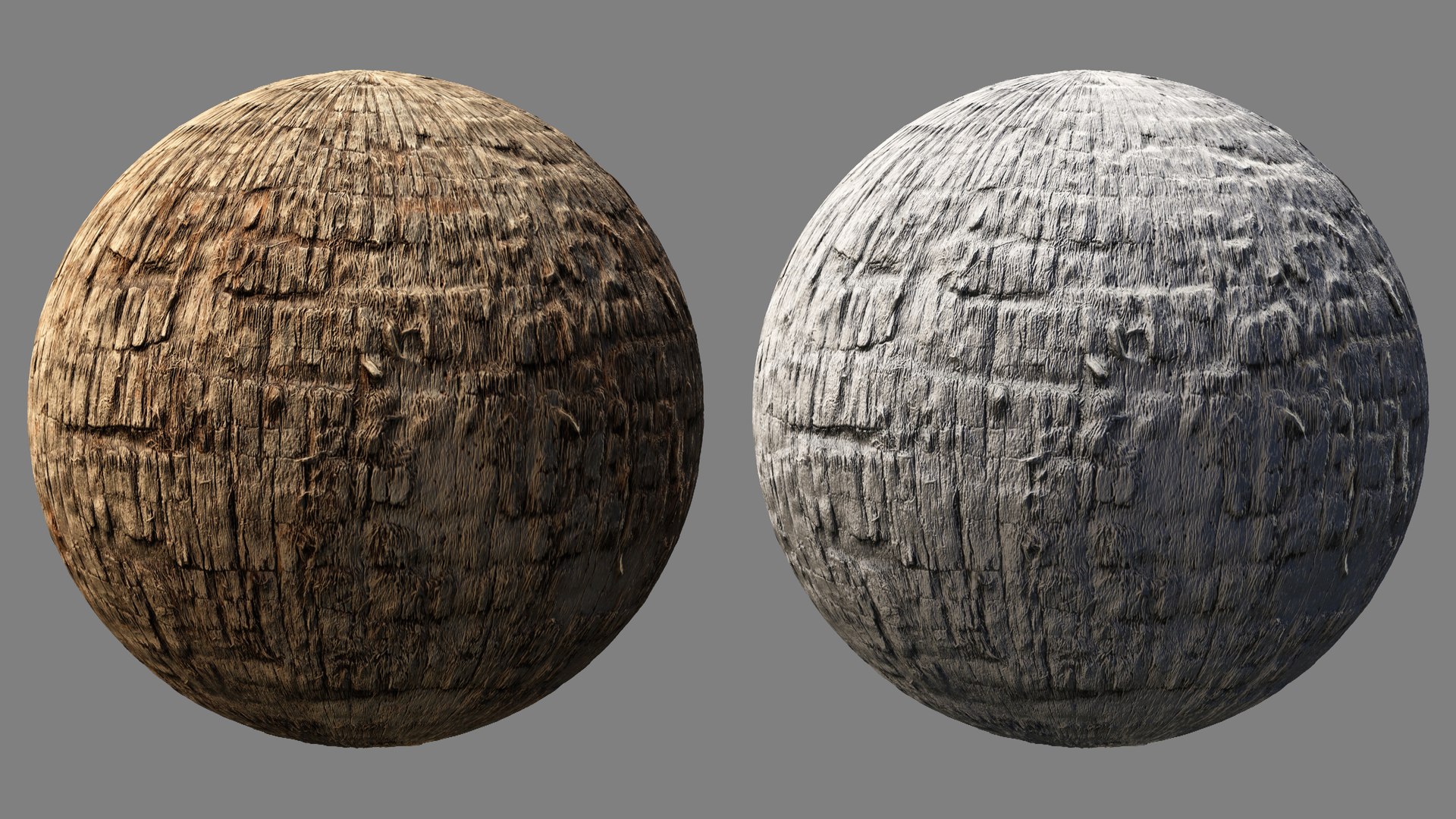 Washingtonia palm unbarked 3xPBR 8K model https://p.turbosquid.com/ts-thumb/0c/EArqeu/dB/washingtonia2_03/jpg/1763622043/1920x1080/fit_q87/31071861115636a9dad8f4c2d8a9ddb33a96d8d1/washingtonia2_03.jpg