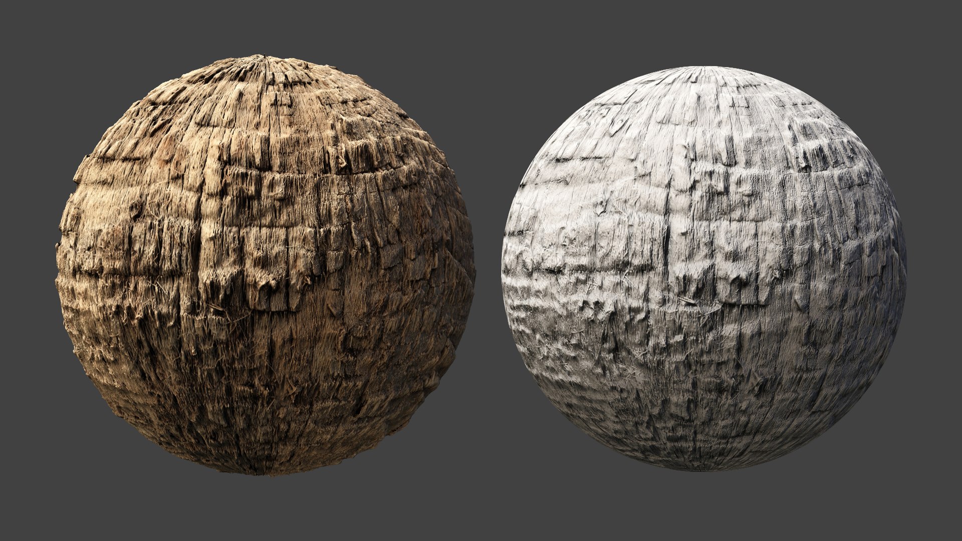 Washingtonia palm unbarked 3xPBR 8K model https://p.turbosquid.com/ts-thumb/0c/EArqeu/zQ/washingtonia04/jpg/1763622054/1920x1080/fit_q87/9dfe81c9e2558fa0ca8973189f7b52b8ea1d892f/washingtonia04.jpg