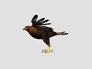 3D eagle feather model