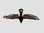 Eagle Modal