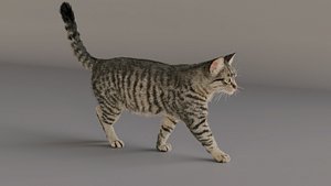 grey Tabby cat