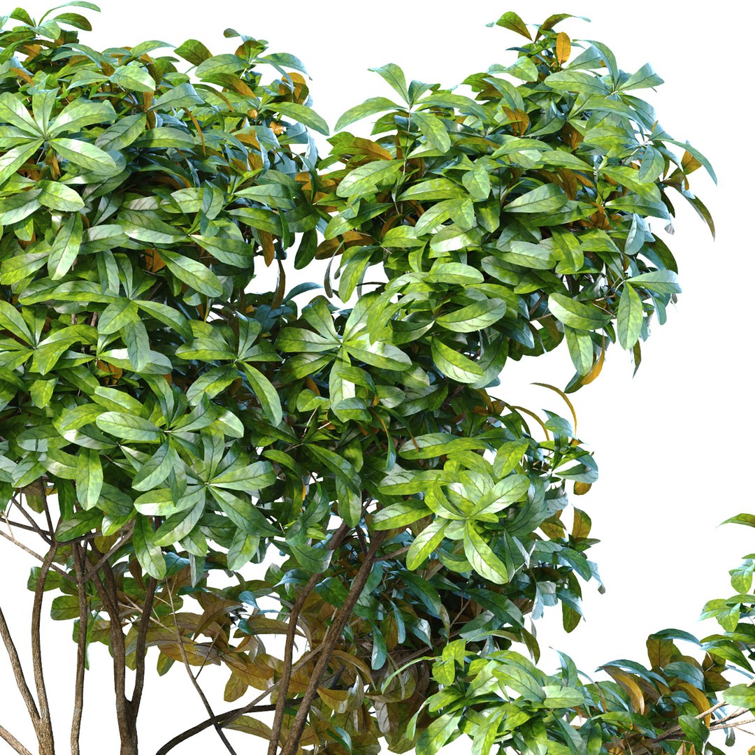 3D Model Garden Plant Tree Shrub Bush Backyard - TurboSquid 2186204