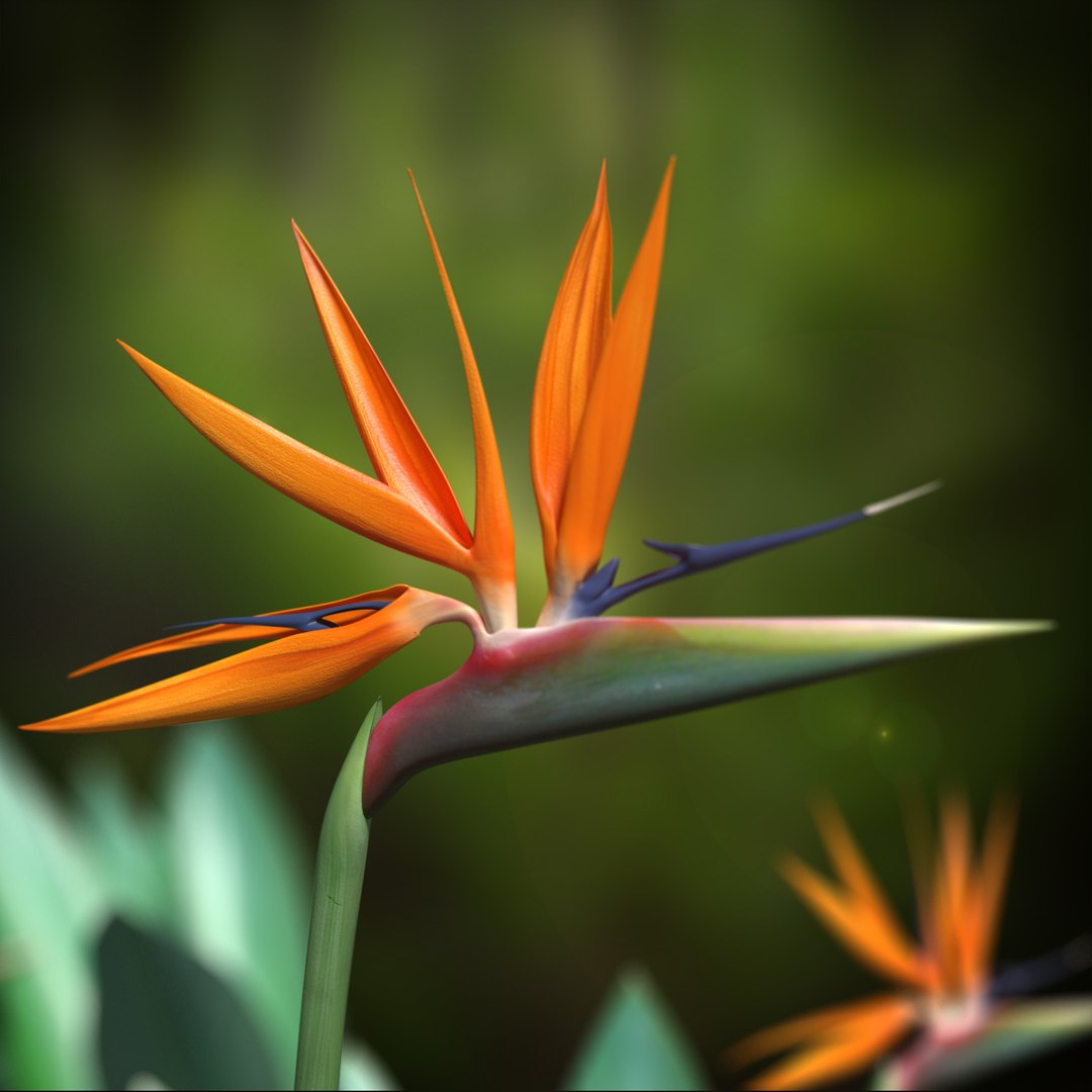 3d bird paradise flower