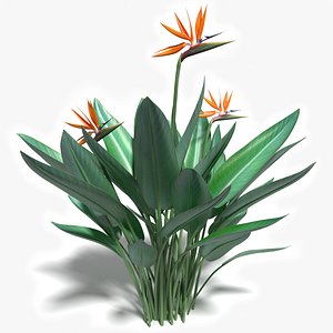 3d bird paradise flower