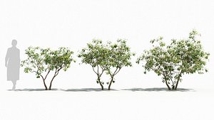 3D Ervatamia tree