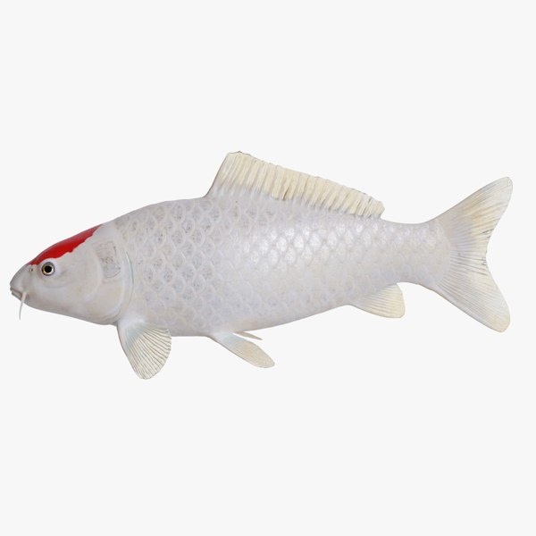 3D Koi Carp Tancho model