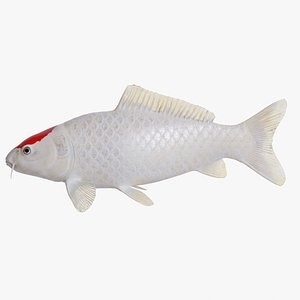 Koi Carp Tancho