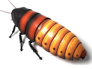 3d madagascar hissing cockroach beetle bug