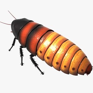 madagascar hissing cockroach